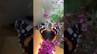 Red Admiral Butterfly🦋 #butterfly #viral #viralshorts #shortsfeed #butterflies #moths #viralvideo