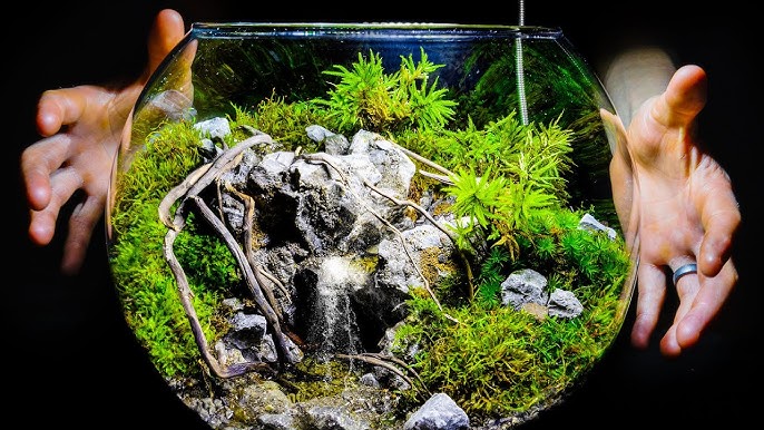 Live Moss Ball Garden Project – Do It And How