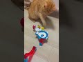 Cat Punches the Poké Marble! So Satisfying! #asmr #cat #pokemon #satisfying #marblerun