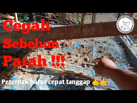 Video: Kotoran Ayam: Baik Atau Buruk?