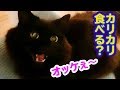 【喋る猫】返事のタイミングが完璧なしおちゃんが可愛すぎて辛い【耐えて】