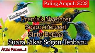 Langsung Download ❗SUARA PIKAT SOGON PALING AMPUH TERBARU 2023 @hidayatbirds69