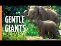 Giants Of The Earth The Majestic World Of Elephants Giants Of The Earth The Majestic World Of Elephants