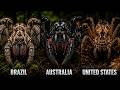 The Most DANGEROUS Spiders in Every Country