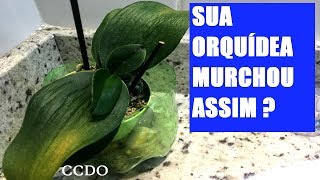 ORQUIDEAS COM FOLHAS MURCHAS, ENRUGADAS E AMARELADAS: Veja Aqui O Que Pode  Ser - CCDO - thptnganamst.edu.vn