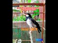Masteran Ampuh Jalak Suren Isian Mewah Mp3 - Mp4 Download