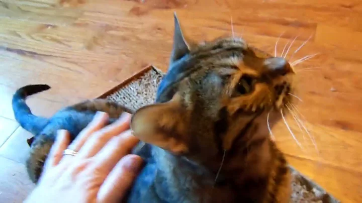 Video 6803051: rescue bengal