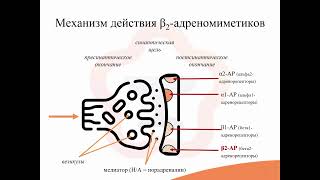 картинка: 5.4. Бета-адреномиметики