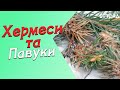 ХЕРМЕСИ та ПАВУКИ. Шкідники чи ні? UA та RUS субтитри