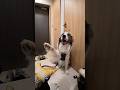 愛犬と暮らす会社員が休日出勤をしたリアルな一日