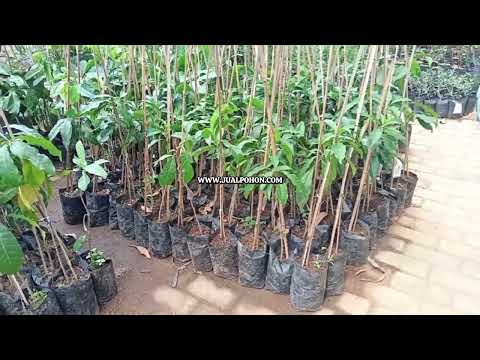 Koleksi Tanaman Buah Langka – Bibit Sawo Abiu Jumbo Berkualitas
