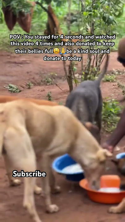 Donations link in bio or Message me via WhatsApp number  256708794485