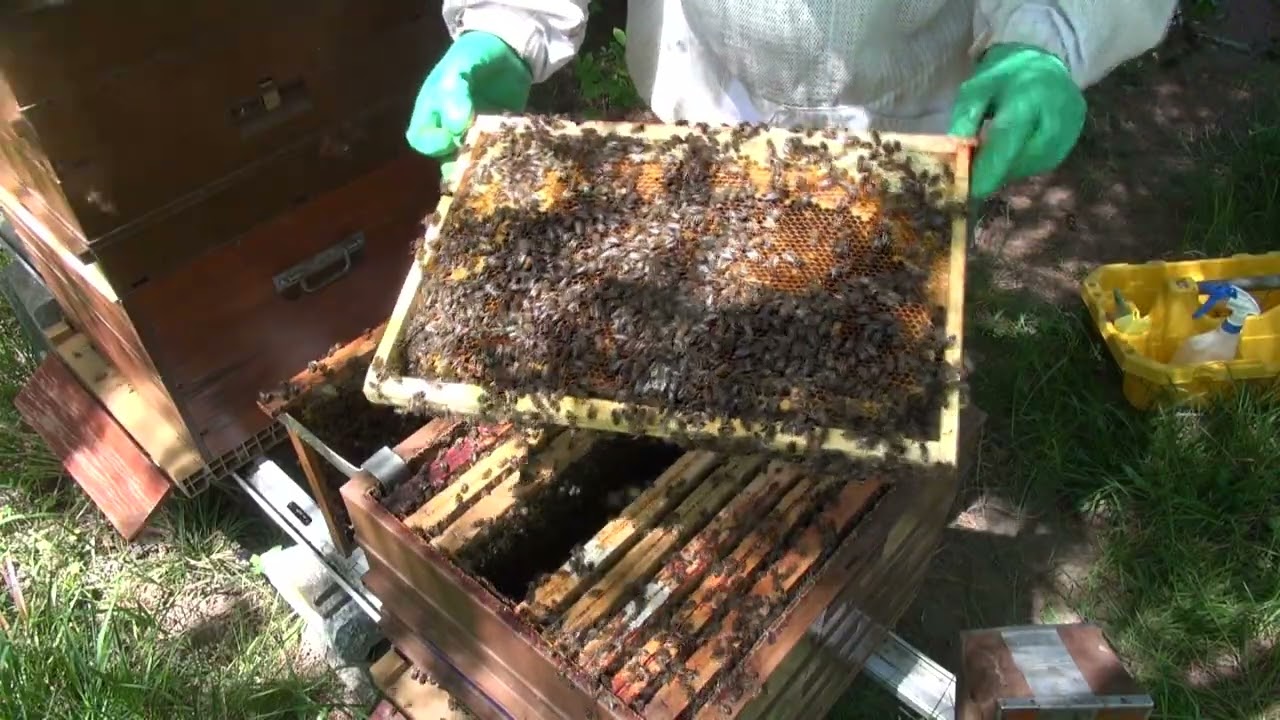 Cette année les abeilles se portent bien 😀