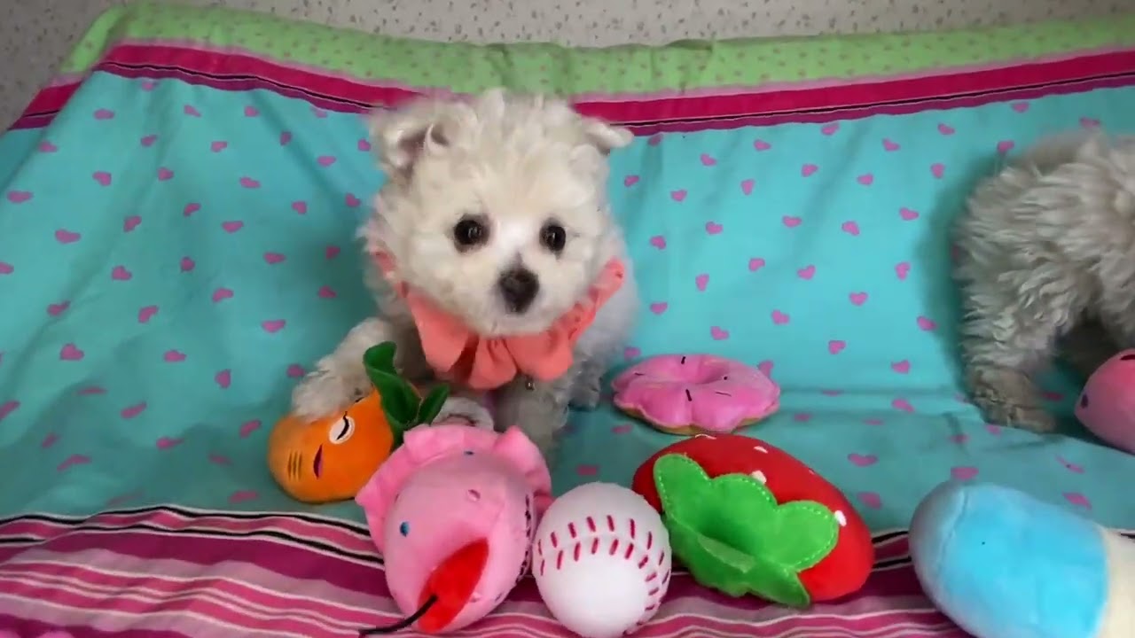 東京都のミックス犬 女の子 21 12 18生まれ ホワイト 白 子犬id ブリーダーナビ