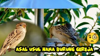 kenapa sih namanya burung gereja!?ternyata ini alasannya