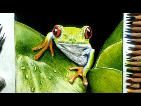 色鉛筆でカエルを描いてみた リアルな絵 Realistic Colored Pencil Drawing Of A Frog Youtube