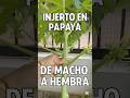 Injerto en Papaya: De macho a hembra | Conversión Productiva