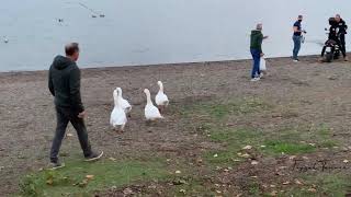 Getting ATTACKED By Wild Goose ..in italy