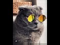 gato🐱🐱🐱