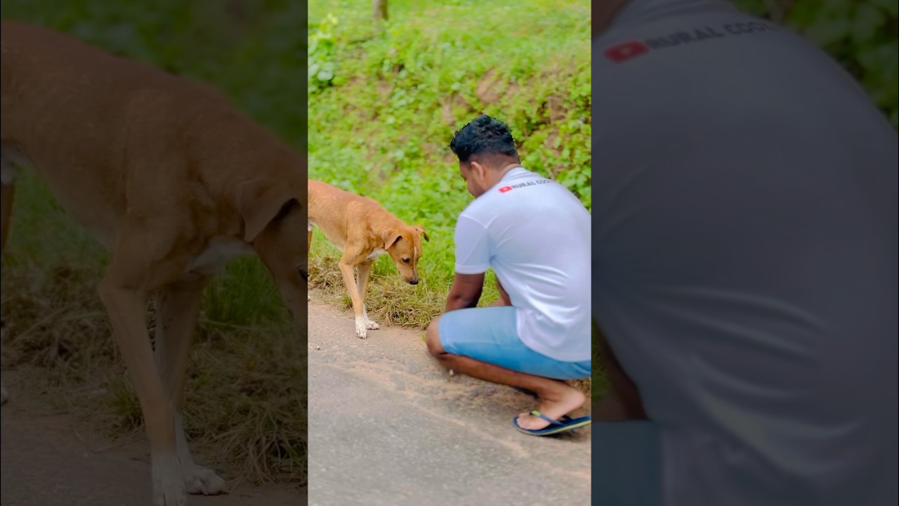 Alms For Street Doggies | Rural CookFood 