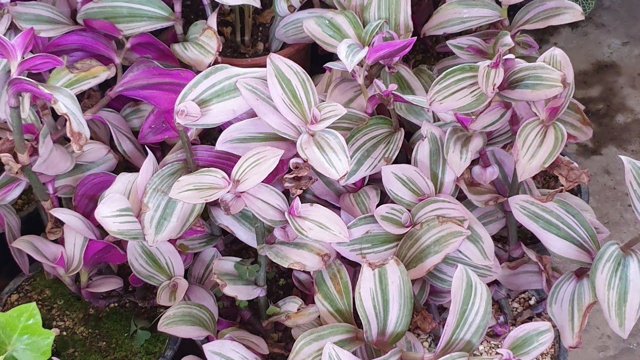 أجمل نوع من انواع نبات المكحلة