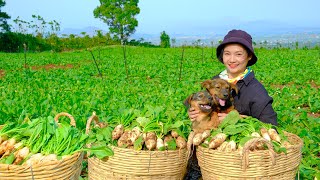 Harvesting Radish Goes To Market Sell - Drying radishes & watering plants, Farm, Cooking