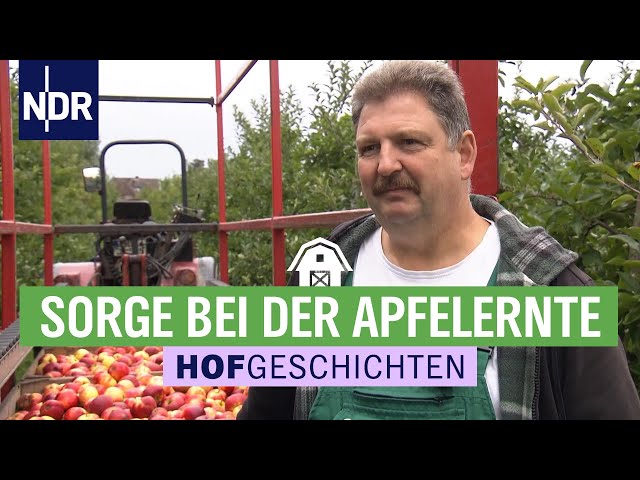 Schlechtes Wetter bringt weniger Äpfel bei der Ernte | Hofgeschichten (149) | NDR auf’m Land