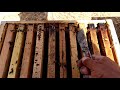 النحال هو أحد الأسباب التي أدت الى قلة الذكور في المنحل النحال هو أحد الأسباب التي أدت الى قلة الذكور في المنحل