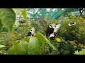 Orchard Swallowtails laying eggs