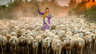 Qurbani Ke Liye Mandi SaSheep Le Aye | Wonderful New Zealand Sheep Farm