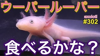 ウーパールーパー飼育 Youtube
