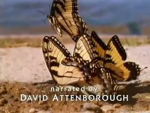 ბუნებასთან განმარტოებით (პეპელა - The Butterfly)