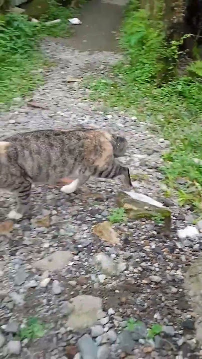 KUCING MAKAN CEKER AYAM #shorts #kucing #cat