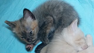 Cats & kittens are 763 & 662 & 645 & 597 & 521 & 406 & 368 & 268 & 138 & 117 & 35& 429&362&260&226