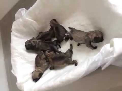 Newborn Baby Pugs Very Cute Youtube