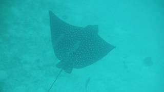 2017.05 Spotted Eagle Ray, Grace Bay, Turks & Caicos (Ray Video #9)