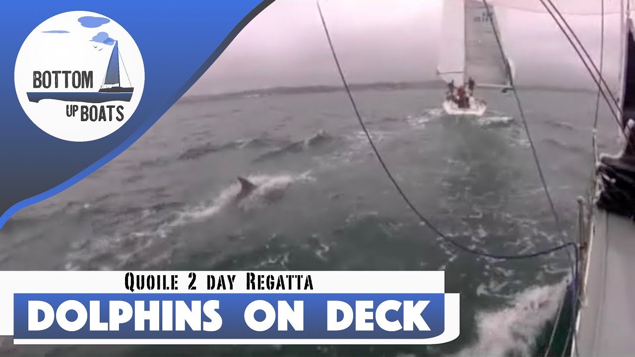 Dolphins on the Foredeck @ Quoile 2 Day Regatta