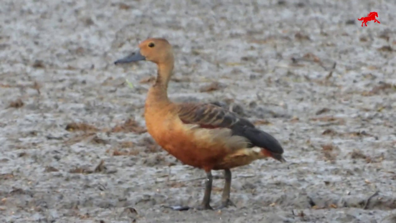 Lesser Whistling Duck เสียงนกเป็ดต่อ นกเป็ดแดง ณ.บางใหญ่ 