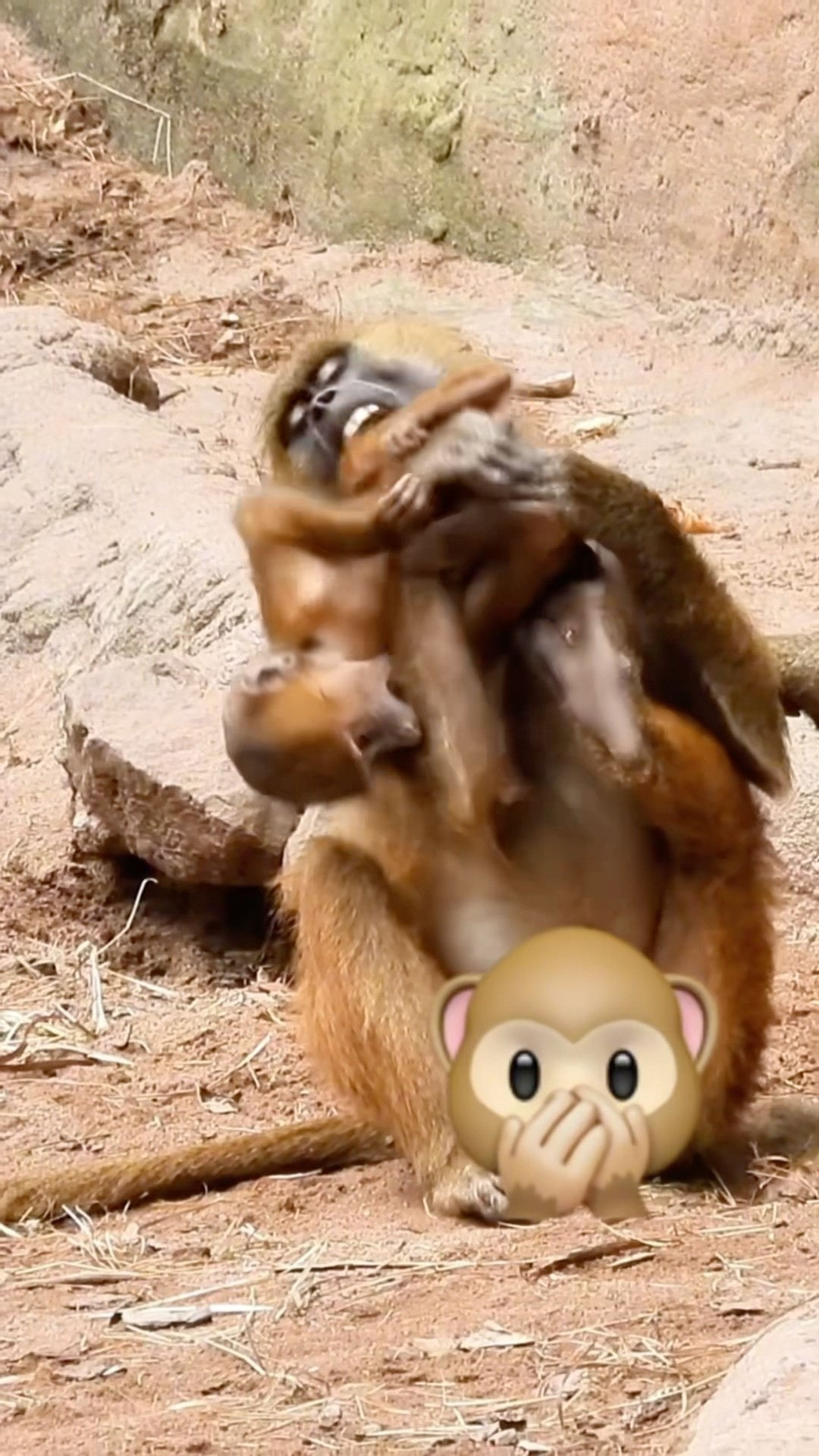 Monkeys Having a Lot Of Action