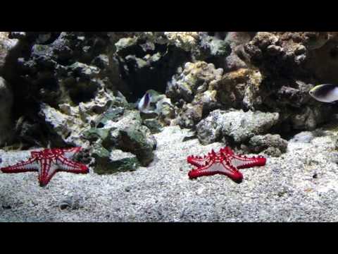 აკვარიუმი aquarium