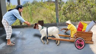 Cutis Riding Goat Go Market Buy Things Help Mom To Prepare Tet Holiday!