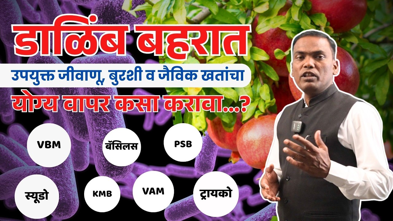 डाळिंबावरील तेल्या, मर आणि सूत्रकृमीवर प्रभावी जैविक उपाय | Pomegranate Disease Control