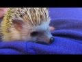 What you Need for a Hedgehog