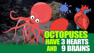 Celebrity Octopuses Have 3 Hearts and 9 Brains | Fascinating Octopus Facts Net Worth