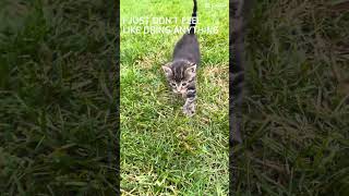 A whisper of grey fur moving through summer grass 🌾🐈 #catvideos #cat #cuteanimals #kitty