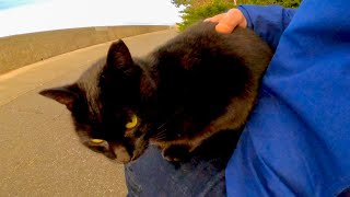 海辺の道で黒猫がモフられにきた