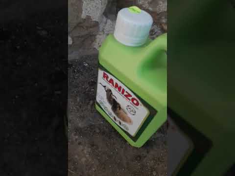 طريقة اعطاء الدواء للغنم حماية الغنم والماعز من الداء دواء الغنم