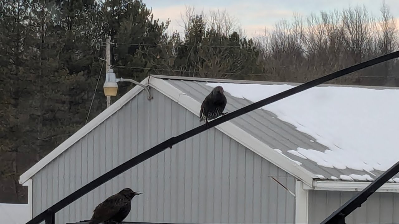 Join me for a tour around the flower farm after a snowy day 😎