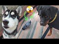Roxy Attack on kabutar🐦🕊😵 || Dog Can Talk part 54 || Rottweiler, Husky, REVIEW RELOADED