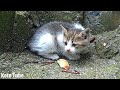 ついに野良猫の子猫を発見!!鳴き声の正体はこんなに可愛い子だった!!